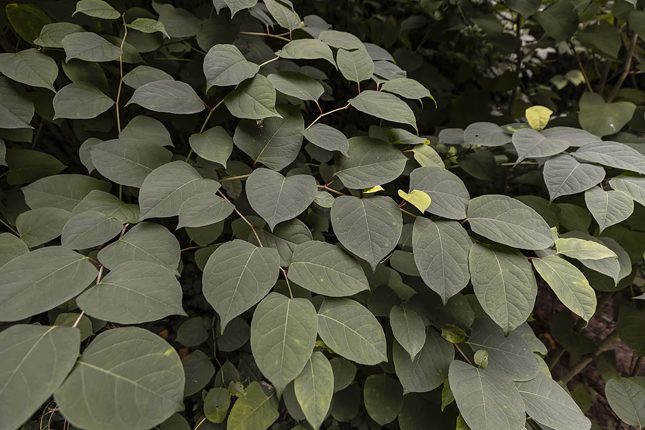 Zdjęcie przedstawia rdestowiec ostrokończysty (Reynoutria japonica), charakteryzujący się gęstymi, szerokojajowatymi liśćmi o uciętej nasadzie i ostrych czubkach. Ta pochodząca z Azji roślina jest w Polsce uznawana za groźny gatunek inwazyjny, który błyskawicznie się rozrasta i niszczy rodzimą przyrodę