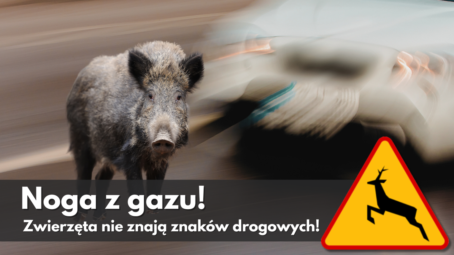 Noga z gazu na drogach leśnych i wiejskich. Apel o ostrożność z powodu dzikich zwierząt