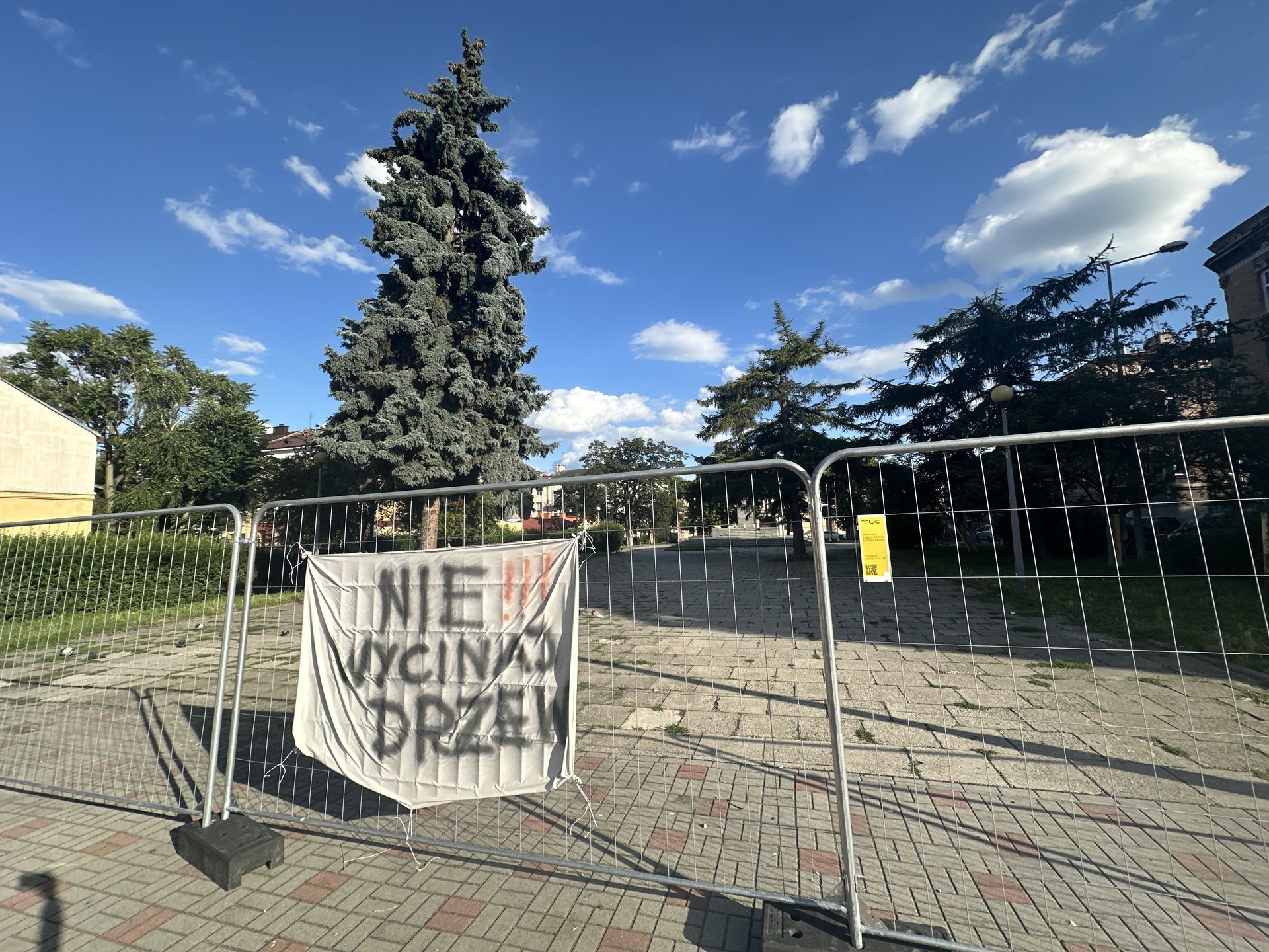 NOWEDrzewa w centrum Tarnowa pod topór bo kolidują z remontem? Mieszkańcy protestują