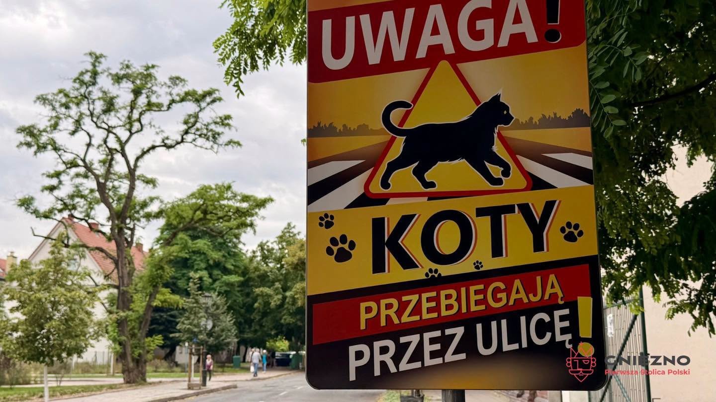 NOWEUwaga, koty! Nowe tabliczki ostrzegają kierowców w Gnieźnie