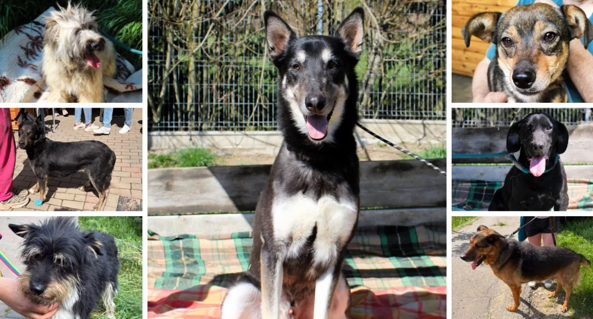 Nowy rozdział dla czworonogów. Pierwsze adopcje już za nimi