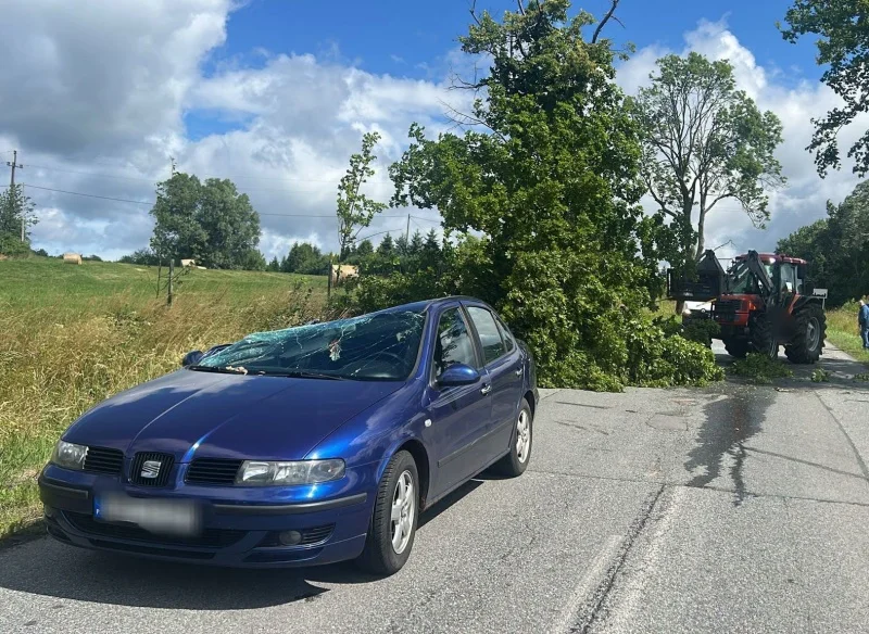 O krok od tragedii pod Elblągiem. Silny wiatr powalił drzewo wprost na dach jadącego seata
