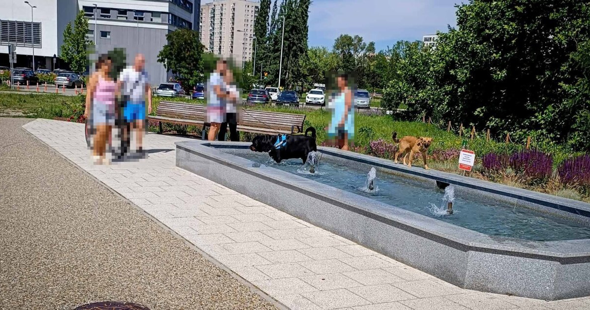 OD CZYTELNIKÓW Psy kąpią się w fontannach. "Koktajl niebezpiecznych bakterii"