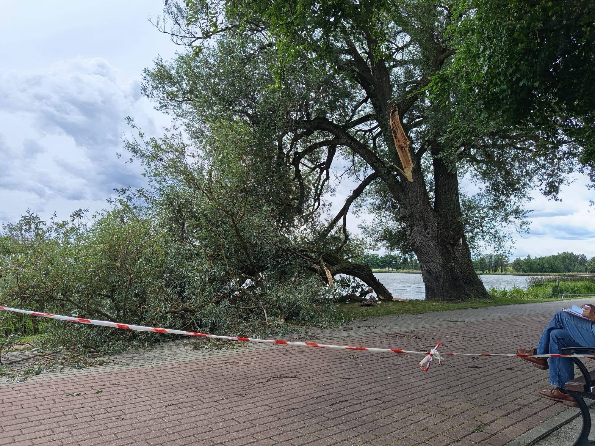 Odłamał się konar pomnikowej wierzby nad Arkadią