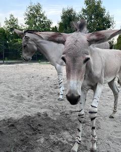 Ośliczka Zuzia wyjechała do Holandii. Nowy rozdział w historii Warszawskiego ZOO