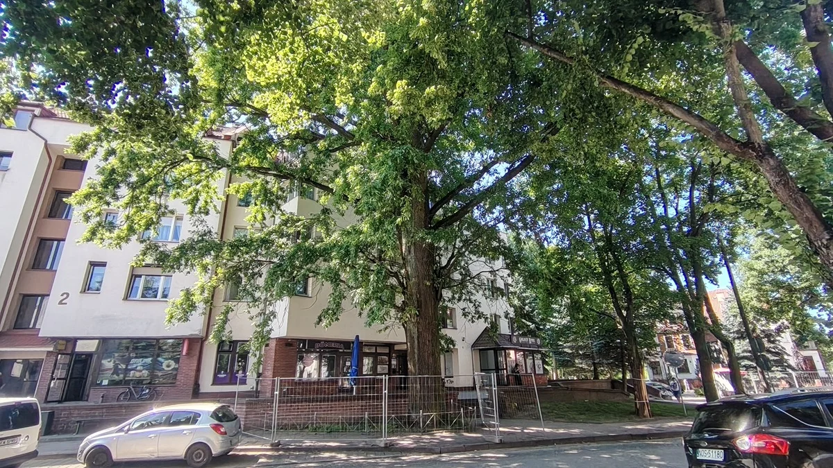 Ostródzkie dęby wyjęte spod ochrony. Powodem remont ulicy Grunwaldzkiej