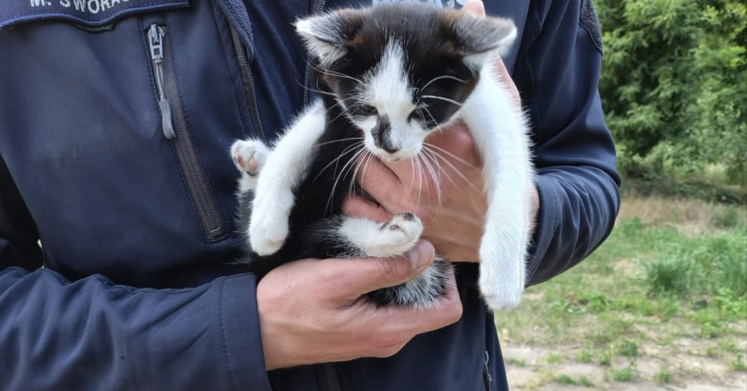 Piękna postawa obornickiej policji. Kot został uratowany i ma nowy dom