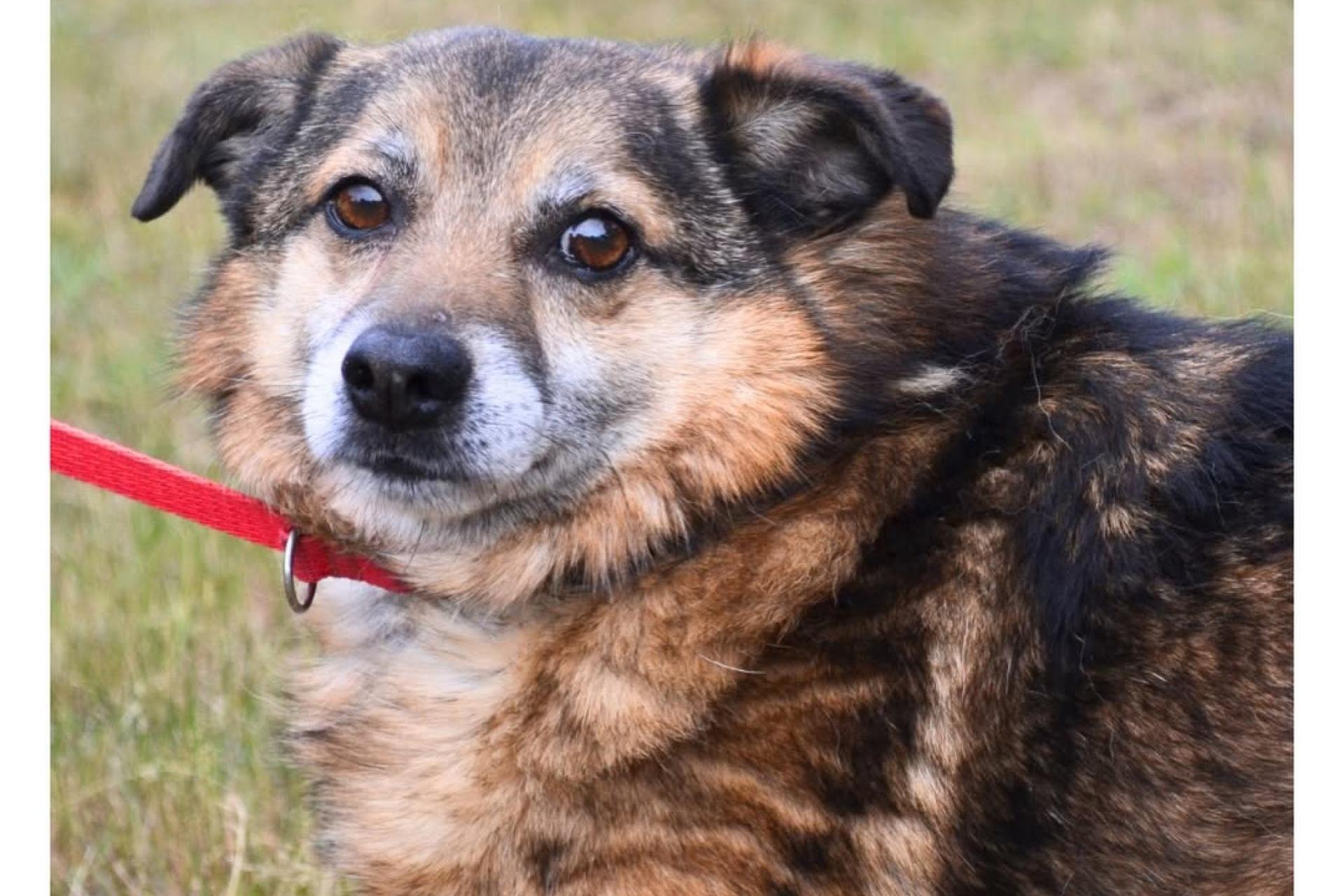 Pierwsze psy z nowotarskiego schroniska gotowe do adopcji