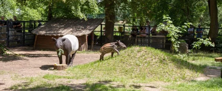Pierwszy w Polsce tapir malajski urodził się w płockim zoo