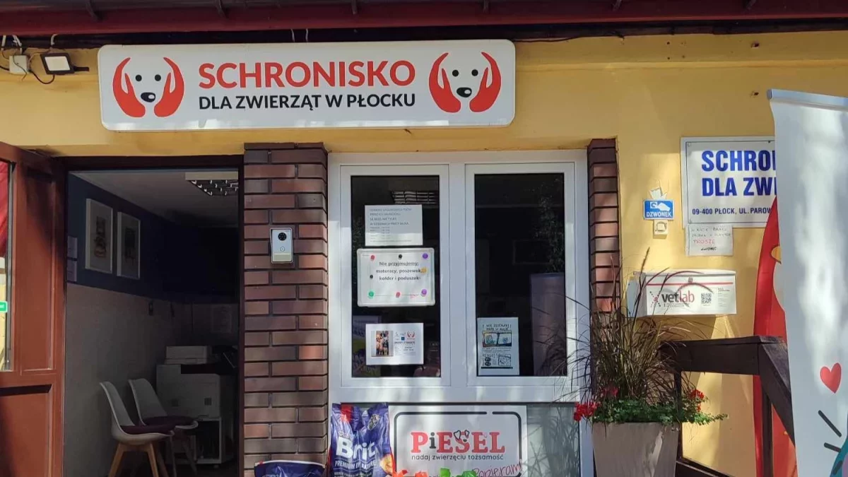 Pies trafił do płockiego schroniska, właściciel dowiedział się po kilku dniach. Placówka wyjaśnia dlaczego