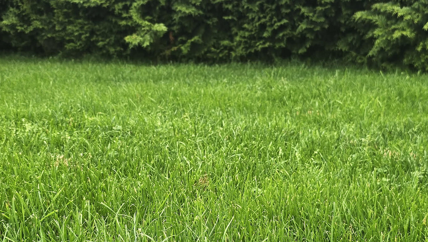 Piknik bez stresu. O czym warto pomyśleć przed wyjściem?