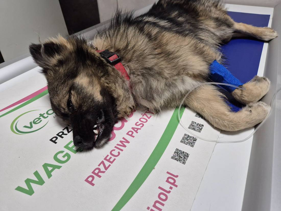 Pilnie poszukiwany właściciel psa. Zwierzę zostało poszkodowane w wypadku. Czytaj więcej