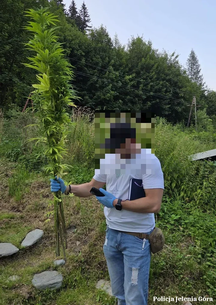 Plantacja konopi w Kowarach zlikwidowana. 40-latek miał marihuanę