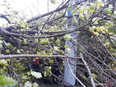 Połamane drzewa, uszkodzone auto i pilne interwencje strażaków