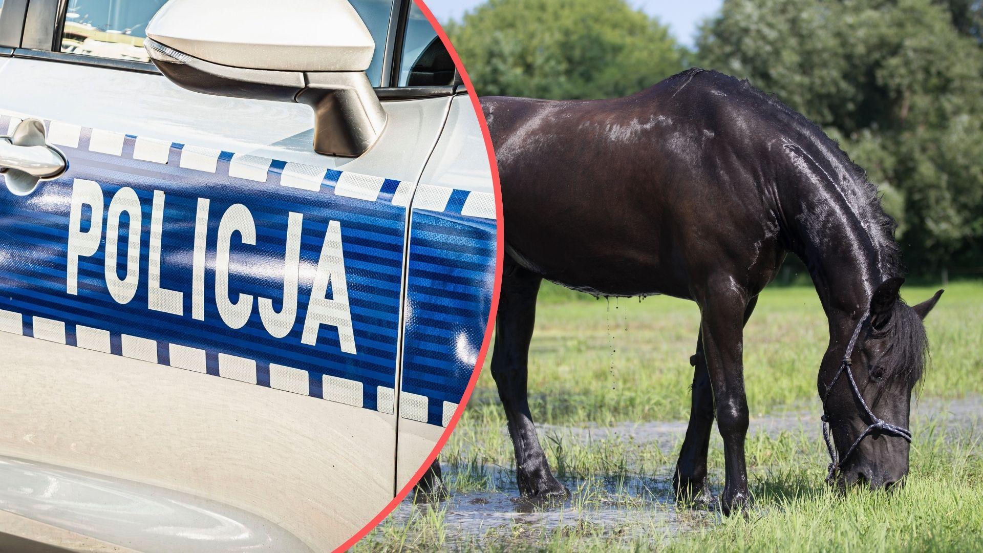 Półtoraroczne dziecko nie żyje. Tragiczny wypadek z udziałem konia