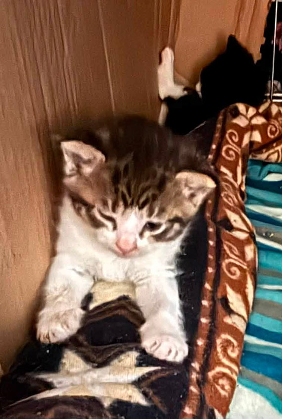 Pomoc zwierzętom i zmiany w schronisku. Dużo dzieje się każdego dnia