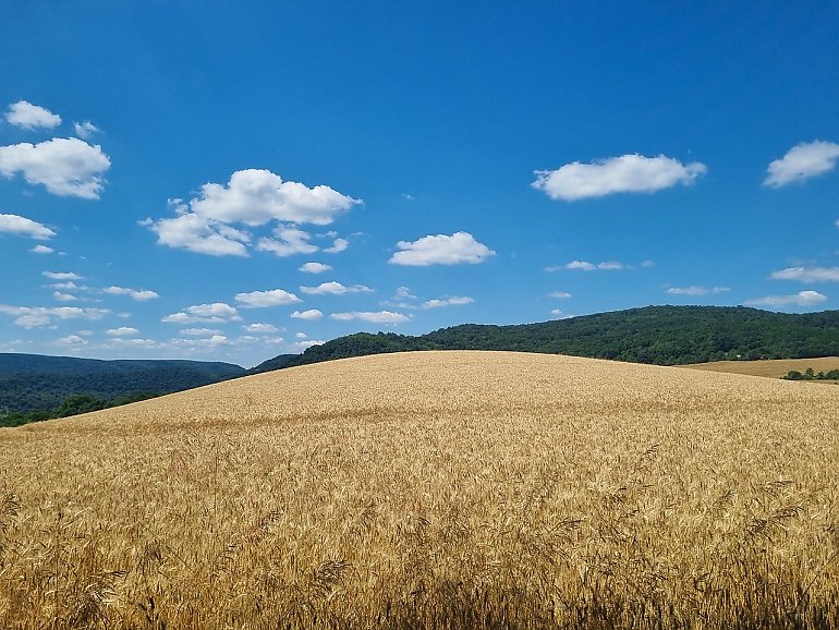 Poranki chłodne, popołudnia ciepłe POGODA