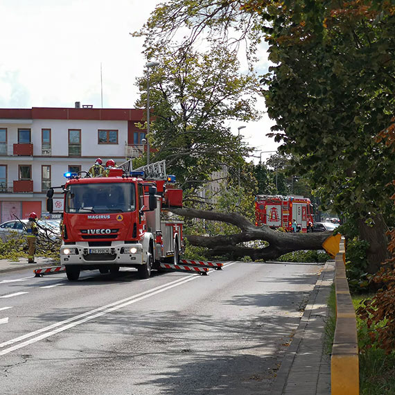 Potężne drzewo runęło na Grunwaldzkiej. Ulica była całkowicie zablokowana
