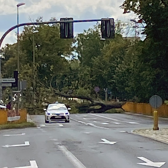 Potężne drzewo runęło na Grunwaldzkiej. Ulica była całkowicie zablokowana