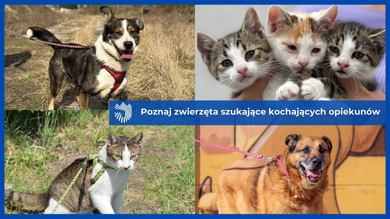 Potrzebują człowieka, spaceru i bezpieczeństwa. Psy i koty ze schroniska w Radlinie poszukują domu