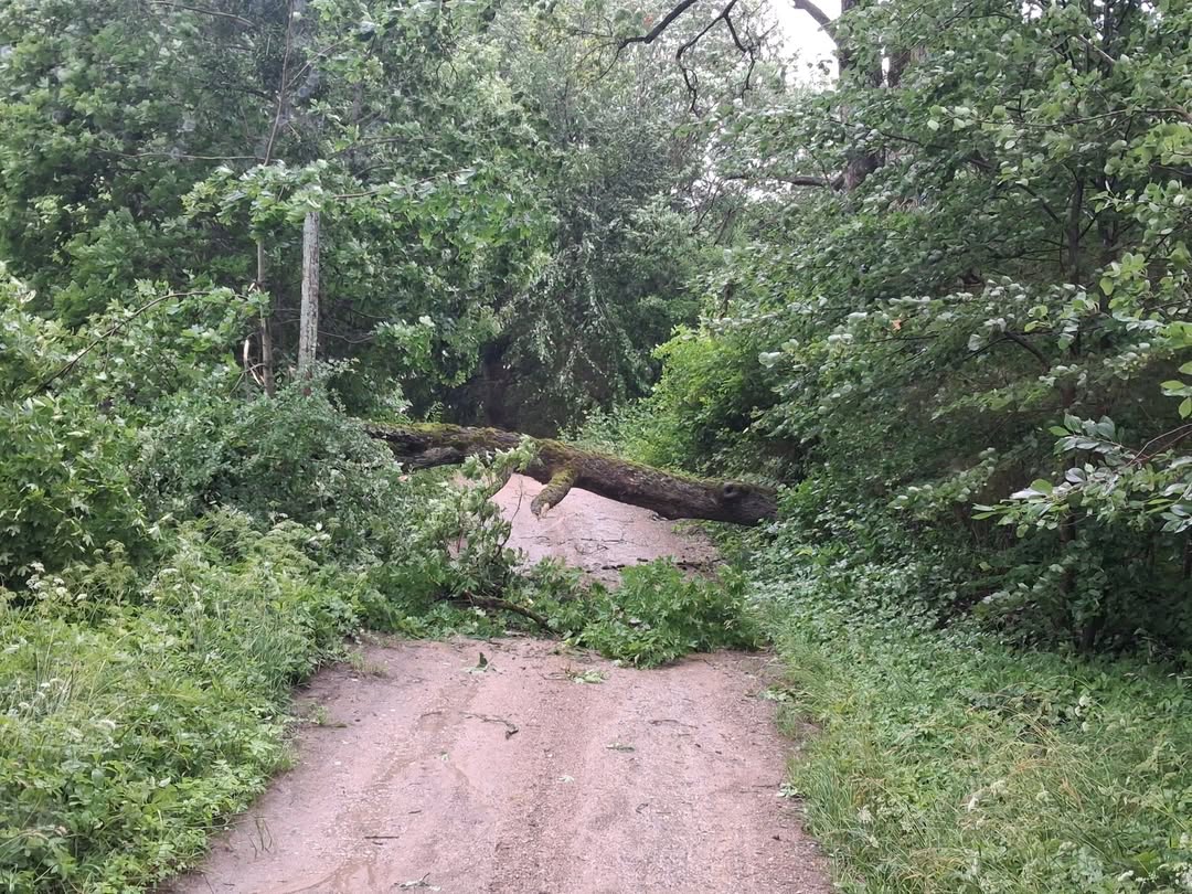Powalone drzewo zablokowało drogę w Szarejkach