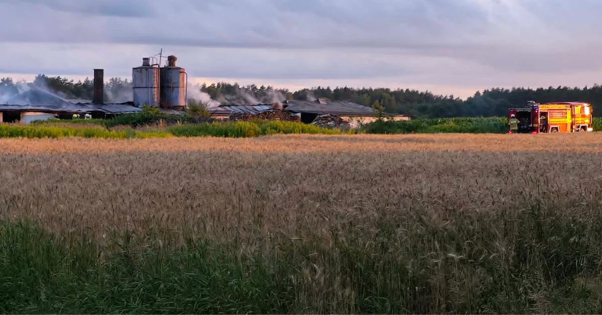 Pożar w Dąbiu. Spłonął wielki kurnik, w akcji kilkudziesięciu strażaków