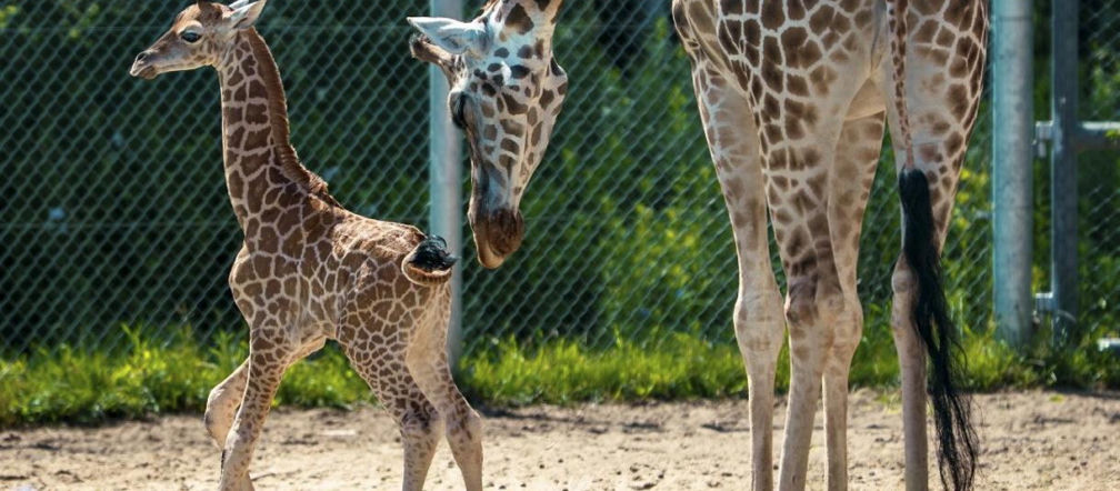 Poznańskie zoo ma powody do dumy. Na świat przyszła żyrafa!