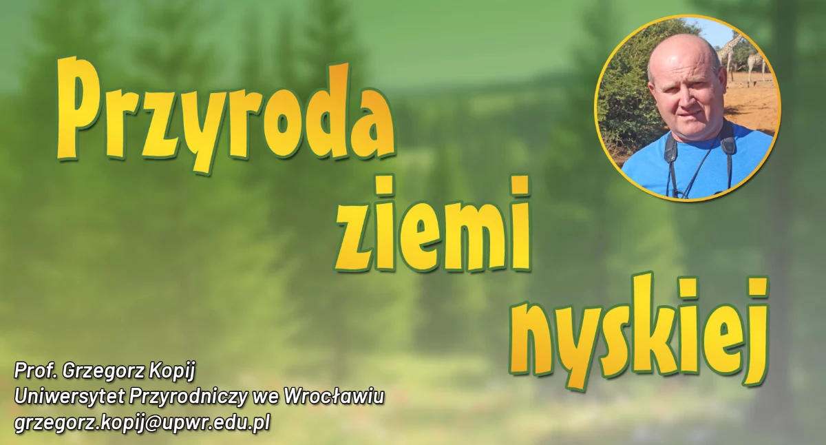 Przyroda ziemi nyskiej: W poszukiwaniu ślepowronów