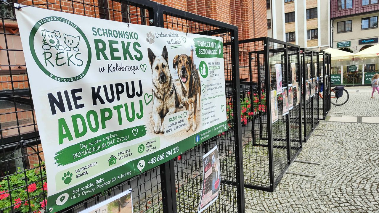 Psy ze schroniska na plakatach w centrum Kołobrzegu - to zachęta do adopcji