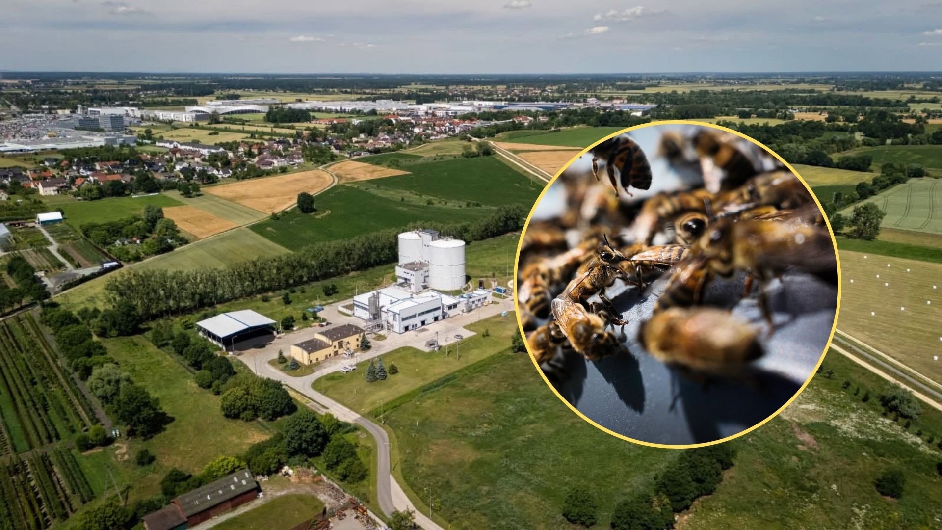Pszczoły mają nowy dom w Opolu. Będziecie zaskoczeni, gdzie powstała pasieka
