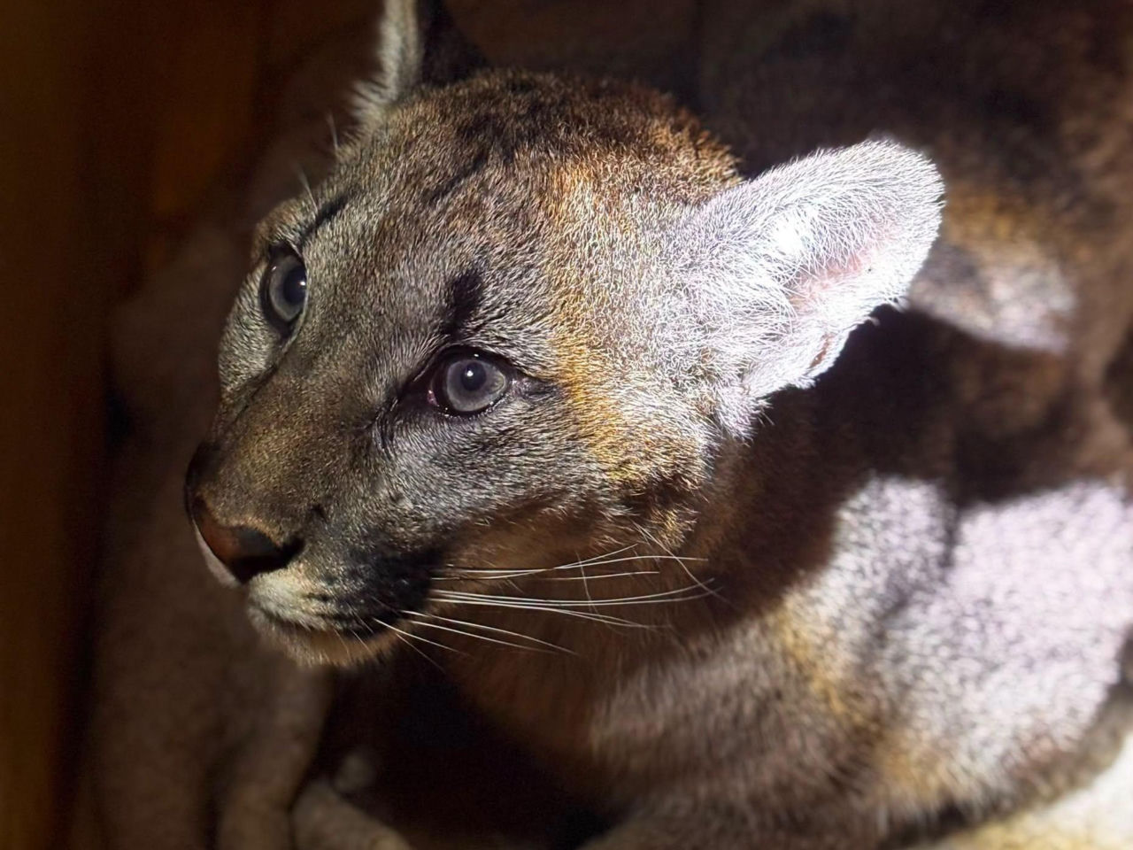 Puma błąkała się po polskim lesie. To, jak zachowuje się w zoo, wprawia opiekunów w zdumienie