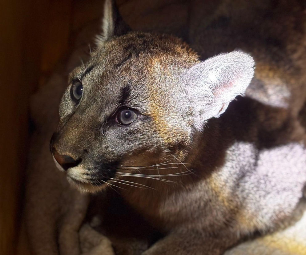 puma