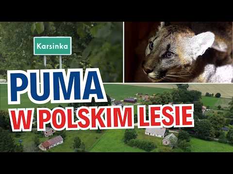 Puma z polskiego lasu. Reportaż „Obława na pumę” | WOKÓŁ NAS