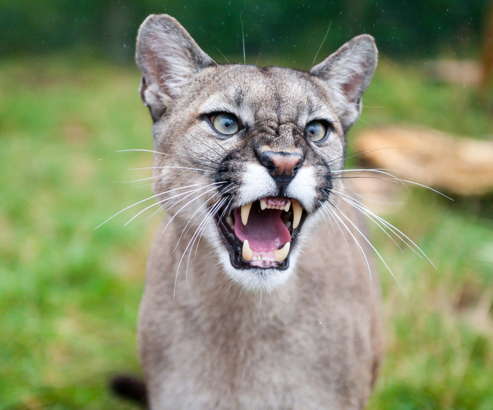Puma siała grozę w Zachodniopomorskiem