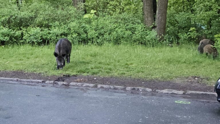 Read article: Ponad 8 zgłoszeń o dzikach dziennie. Łódź szykuje nowy sposób na nagłe interwencje
