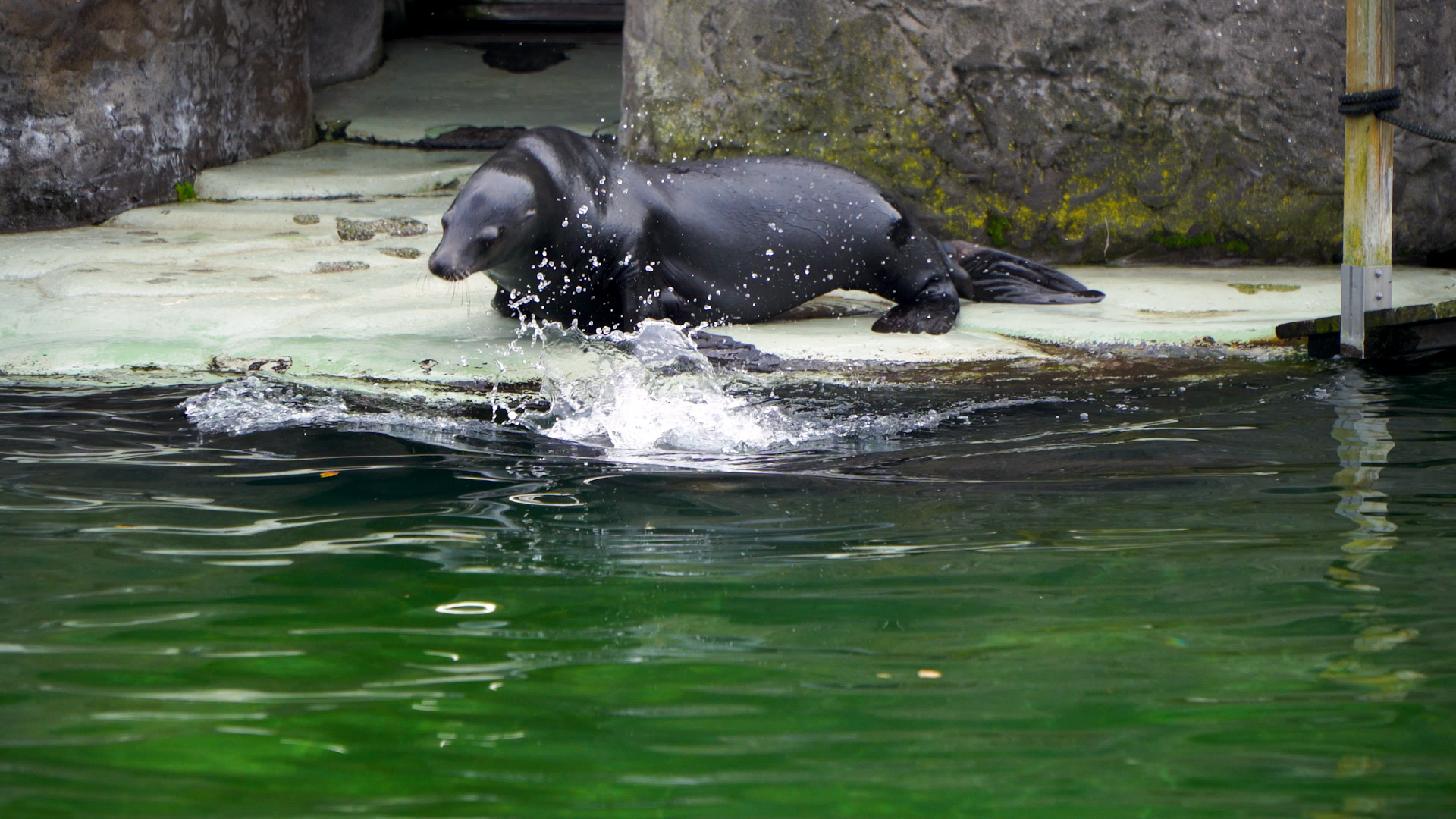 Rocznicowy wieczór w ZOO już w piątek