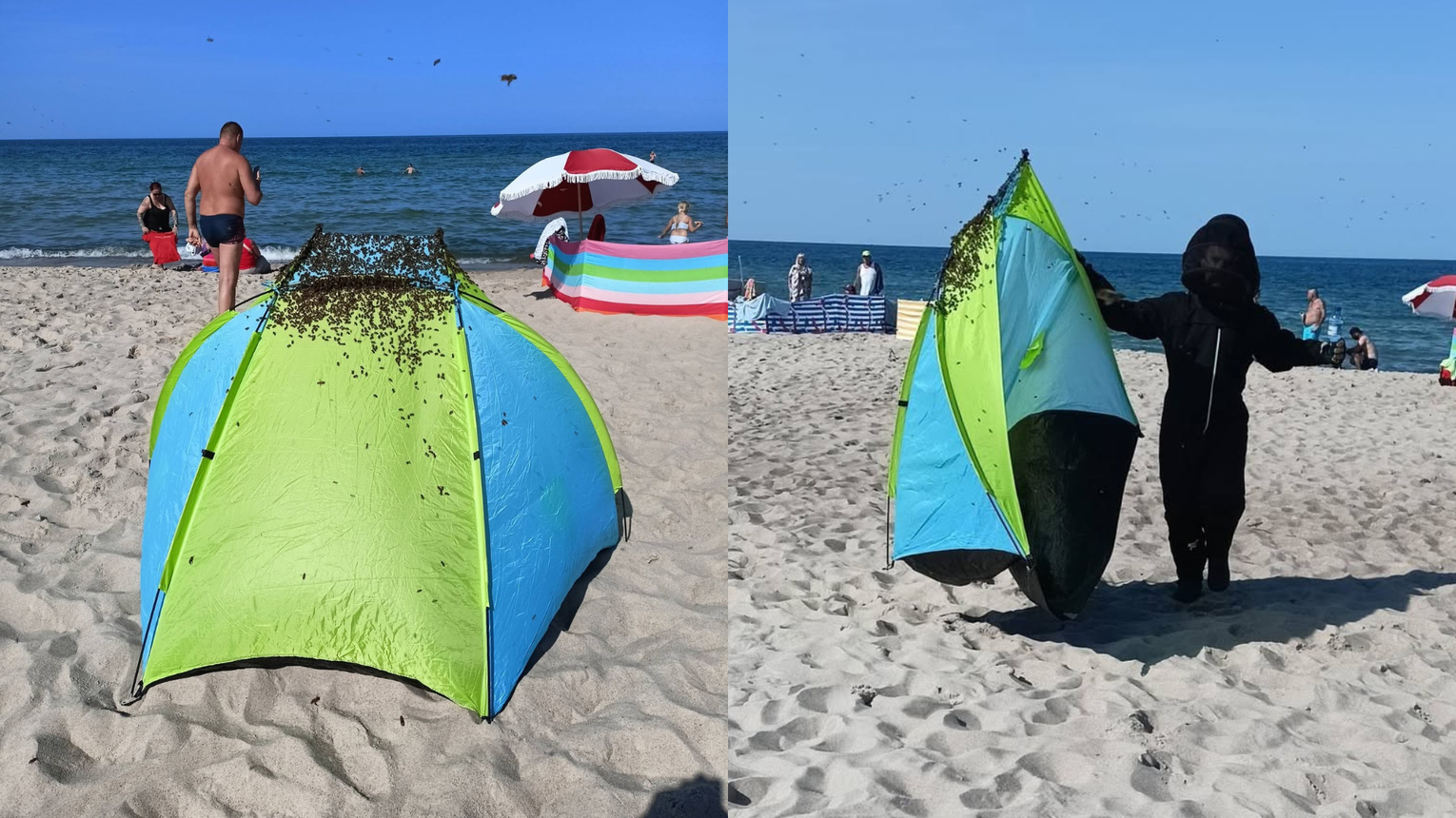 Rój pszczół na plaży w Jastarni. Na namiocie pojawiły się setki owadów