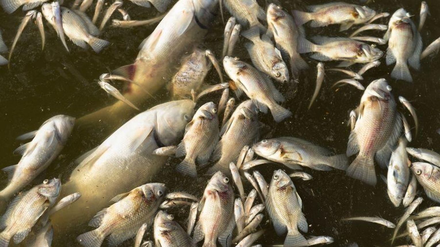 Ryby duszą się w rzekach i stawach. Pogoda sprzyjają przydusze