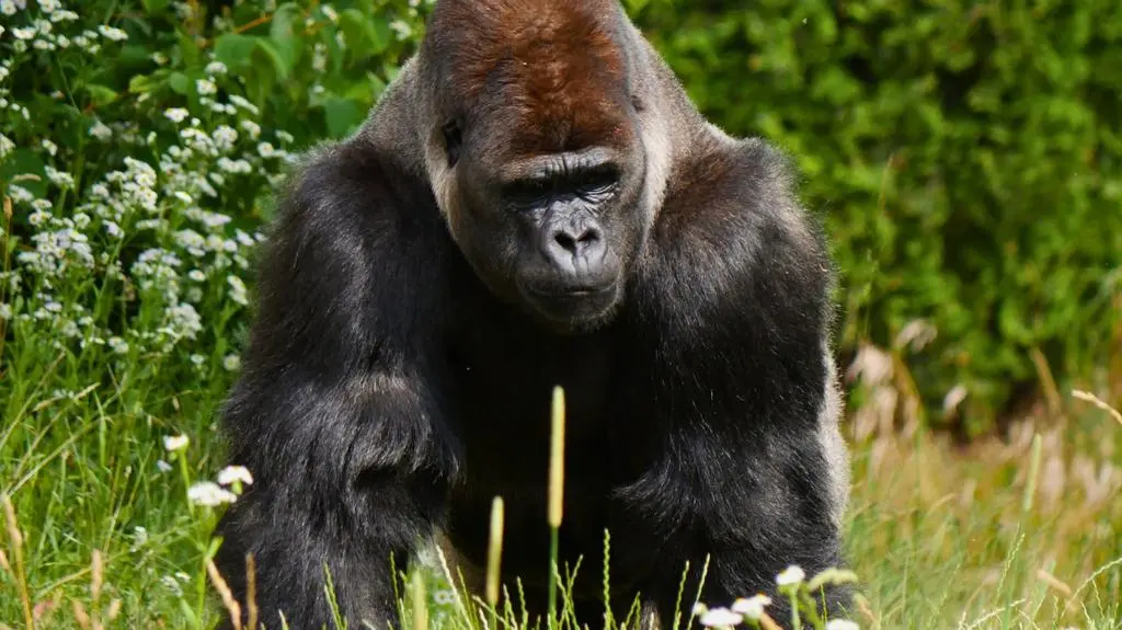 Ktoś rzucał czymś w goryla Aziziego w stołecznym zoo