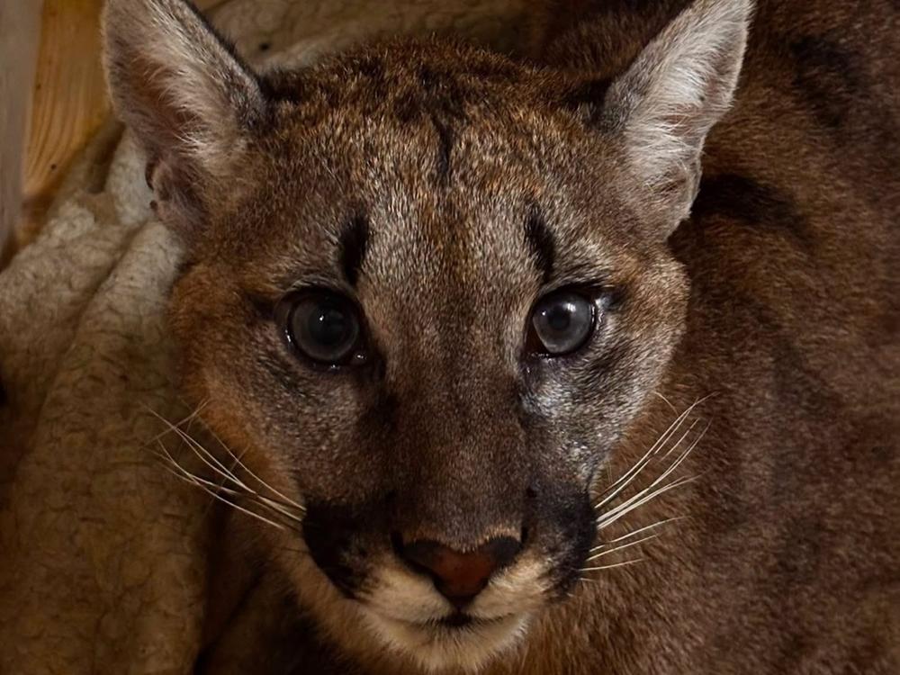 Schwytali pumę. Zoo w Poznaniu zapewni jej tymczasowy azyl