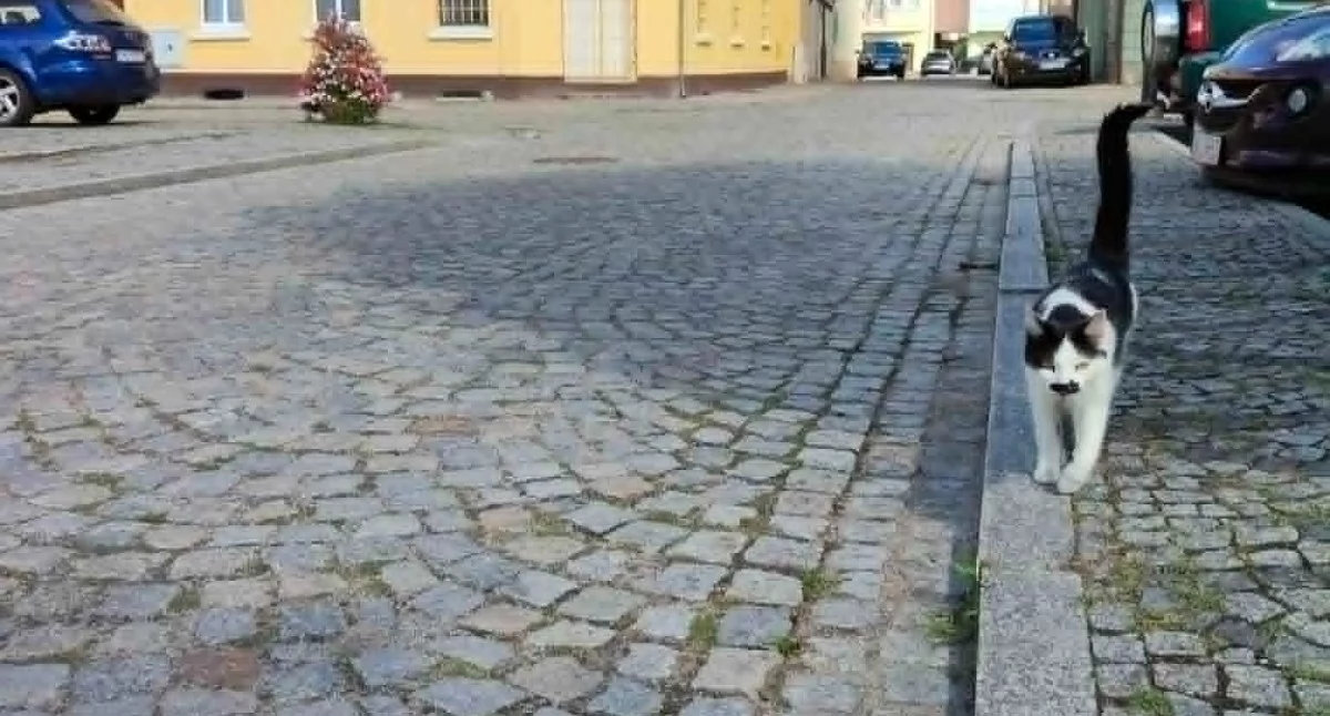 Serce miasta, które zwalnia rytm. Jaka prz…