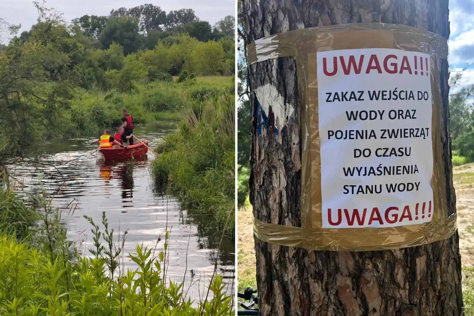 Setki śniętych ryb w Jeziorce. Piaseczno apeluje: nie wchodźcie do wody. | Fot. Hanna Kułakowska-Michalak Zastępca Burmistrza.