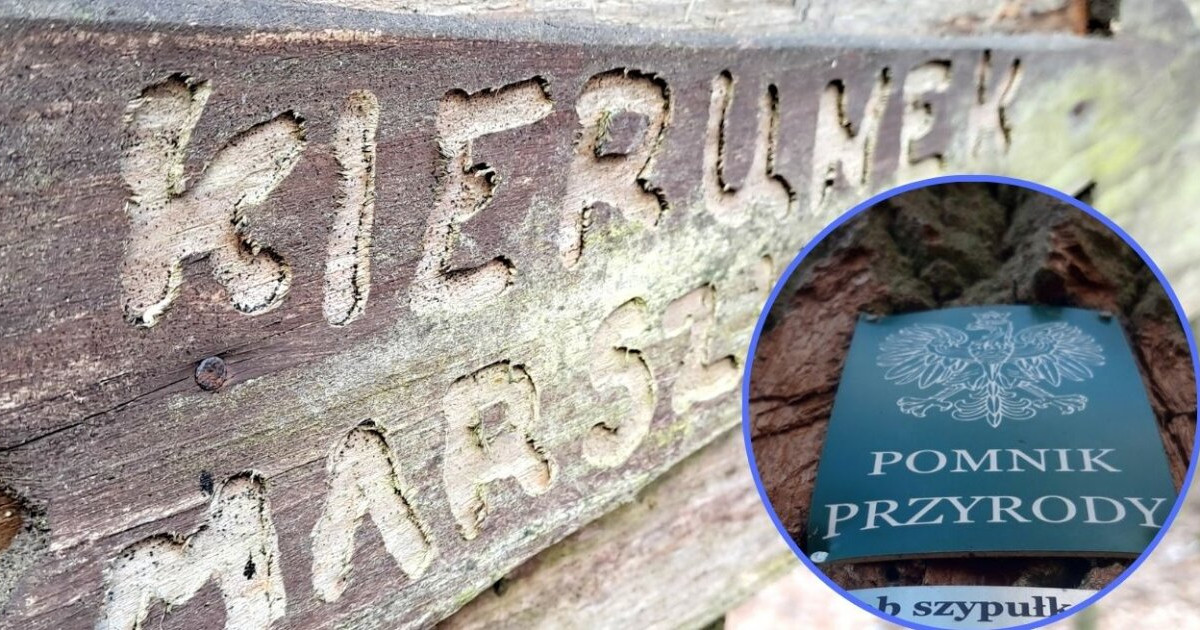 • Sierakowice. KGW zbiera informacje na temat pomników przyrody