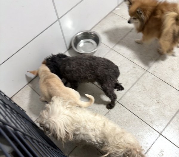Śledztwo w sprawie sfory zaniedbanych psów w Borównie umorzone!