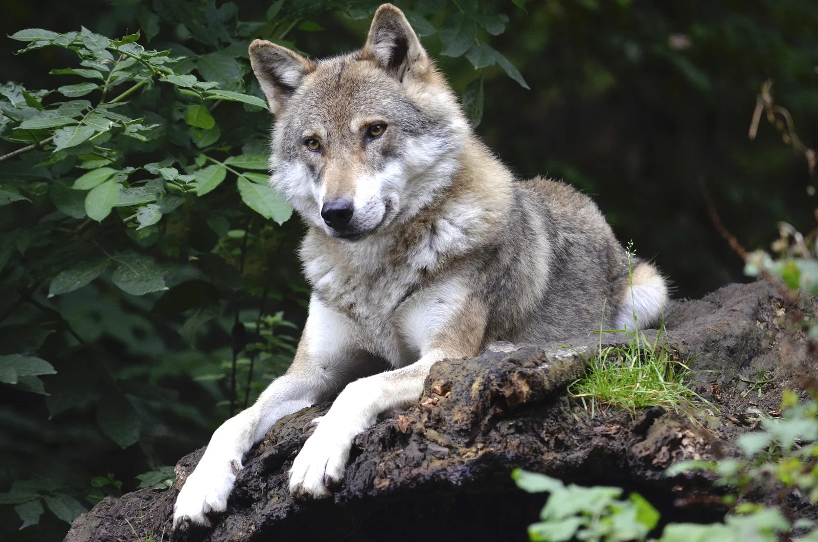 Spotkałeś wilka? Zachowaj spokój. Leśnicy przypominają, jak należy się zachować