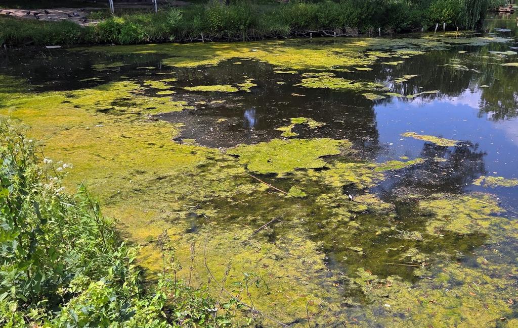 Stawy w Parku Potulickich przypominają zielony ściek. Wiceprezydent Kossakowska: To zjawisko naturalne