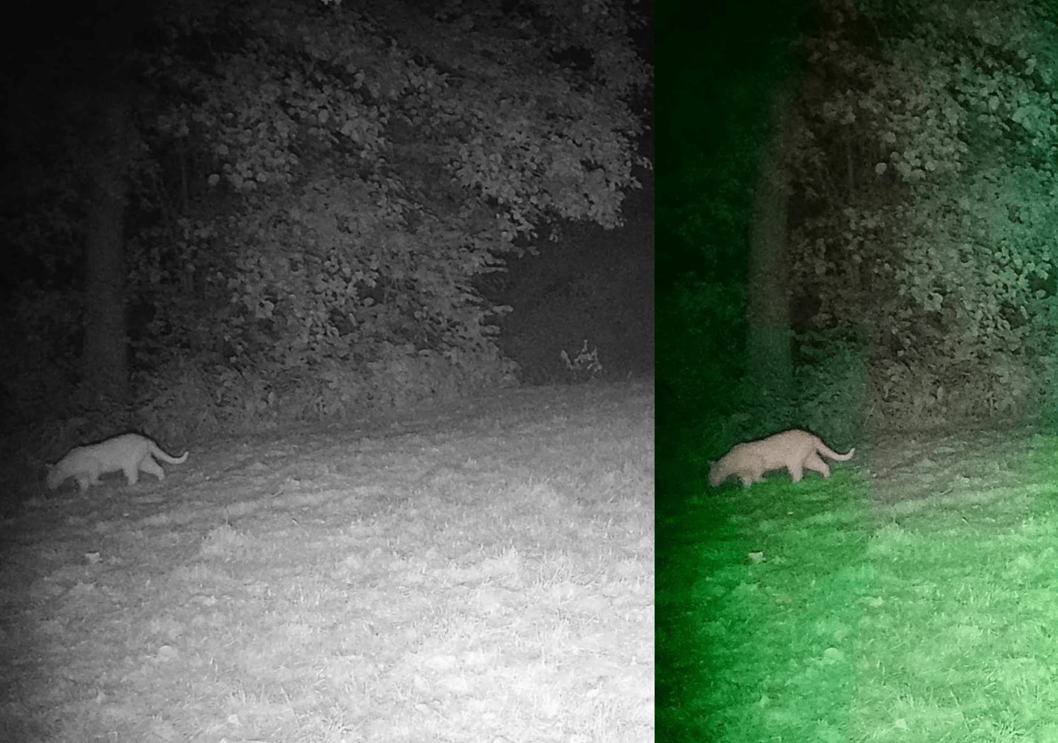To nie była puma! Ale tajemniczy drapieżnik wciąż jest na wolności