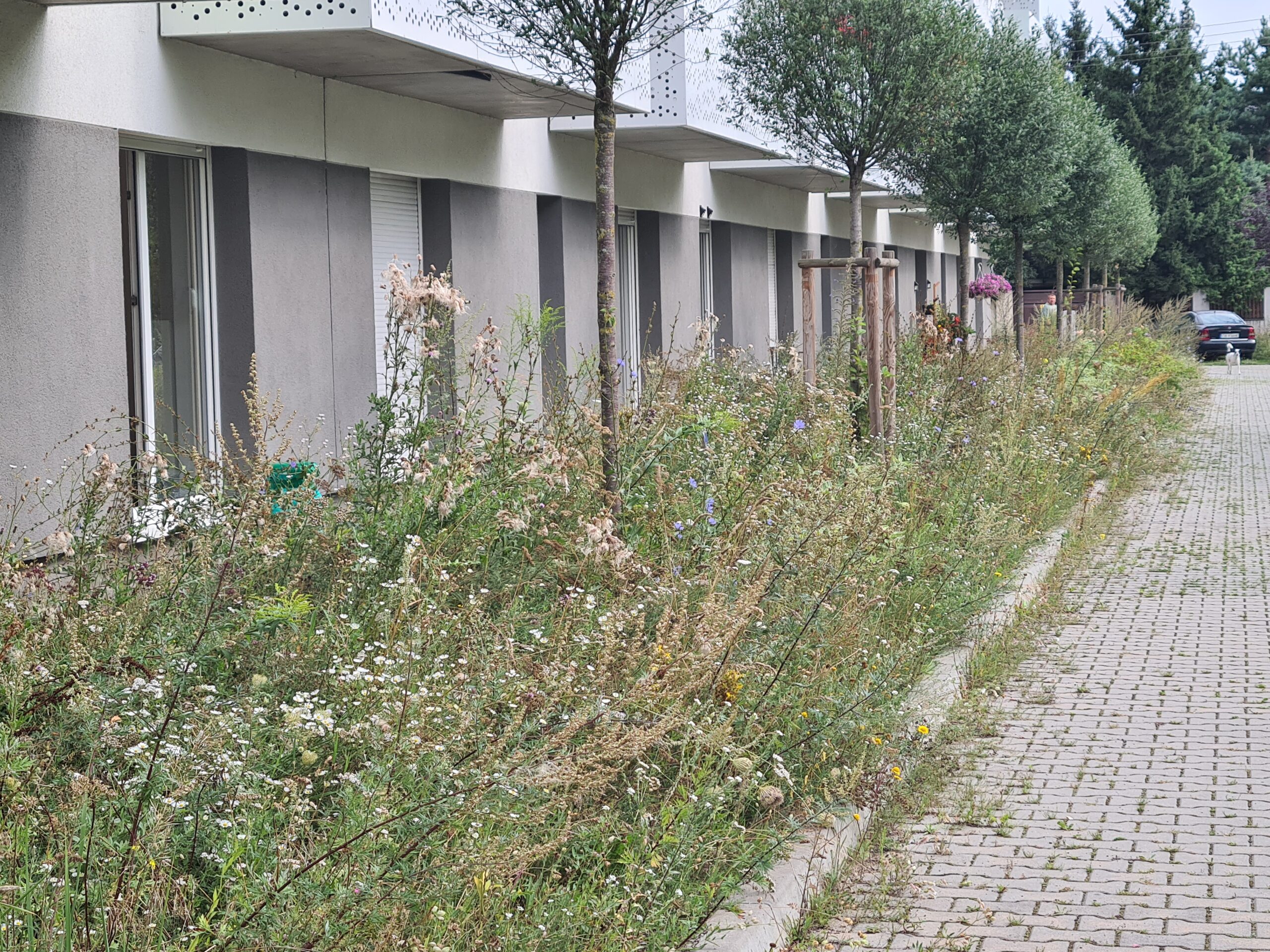 Trawa wchodziła mieszkańcom do mieszkań. ZKZL przyznaje: wykonawca nie realizował zleceń
