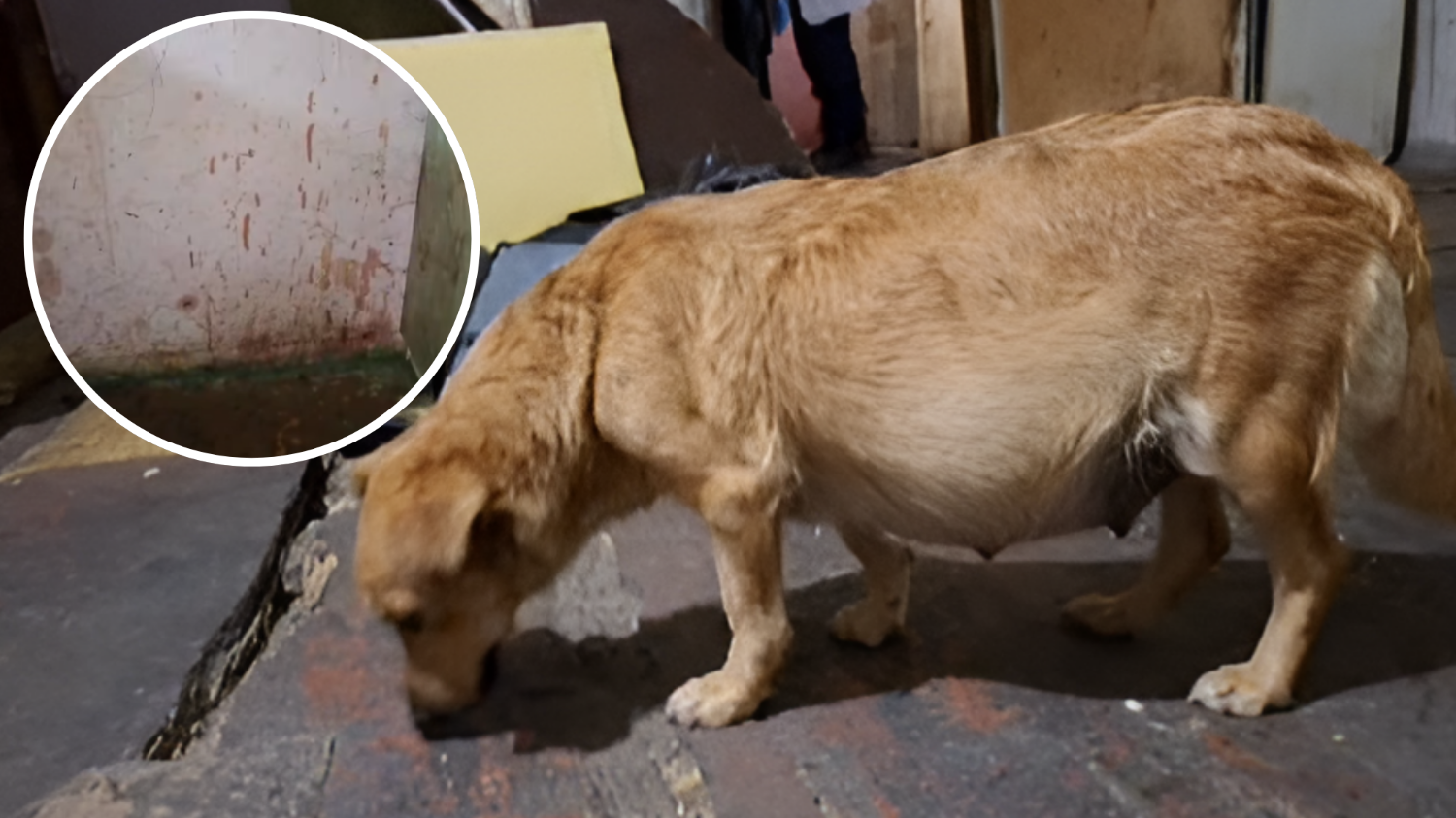 Trzy szczenięta bestialsko zamordowane. Właściciel spod Gniewkowa usłyszał zarzuty