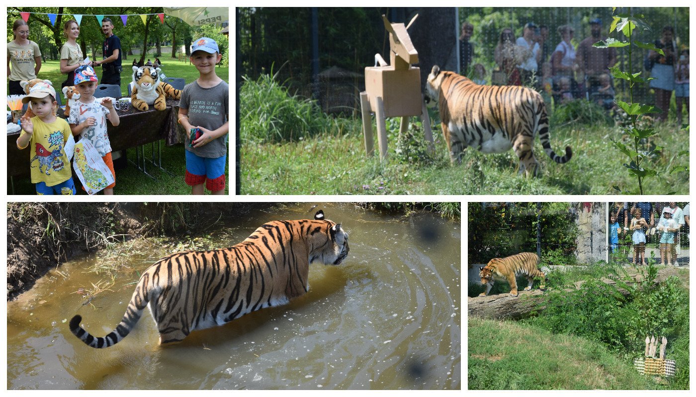 Tygrysie siostry z opolskiego zoo świętują roczek. Taki dostały tort